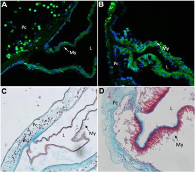 Gene expression and cellular changes in injured myocardium of Ciona intestinalis